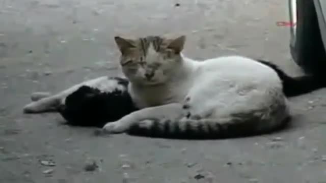 Най-трогателното видео!коте тъжи за мъртвия си приятел!