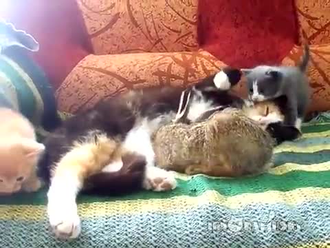 Котка кърми заек!