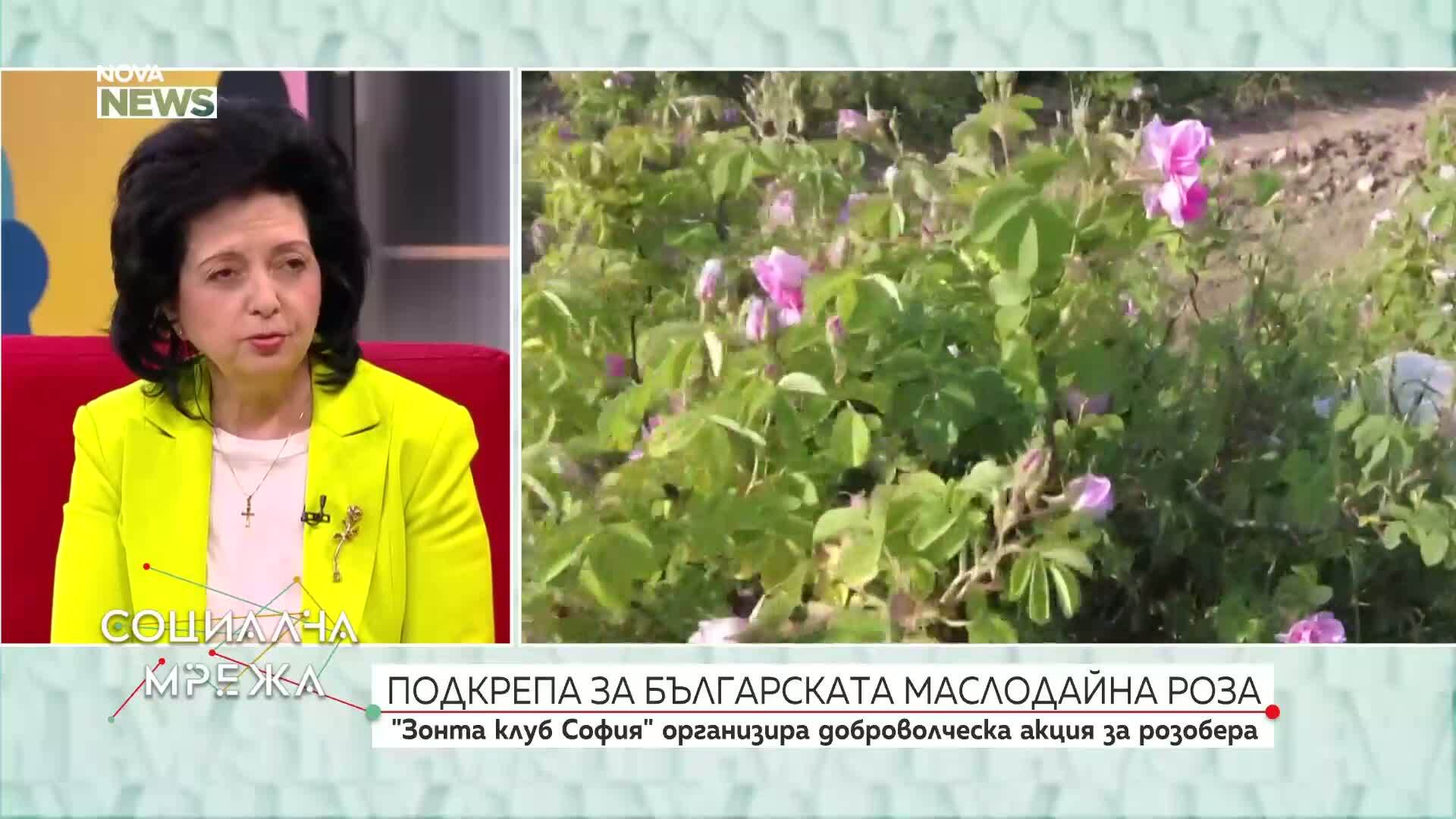 Доброволческа акция в подкрепа на маслодайната роза