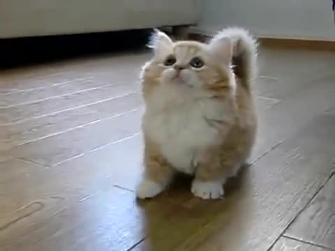 Коте леко се обърка - смях