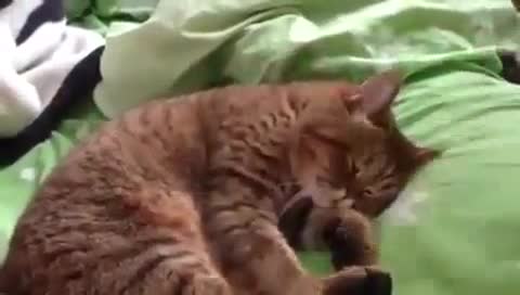 Смях ... Ето такъв мързел не сте виждали .