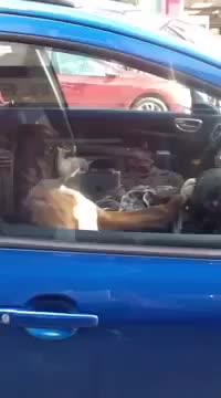 Изнервено куче чака стопанина си в колата
