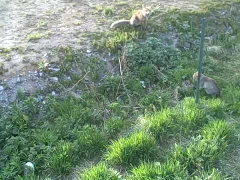 Част 2! Орел, лисица и котки на едно место като приятели!