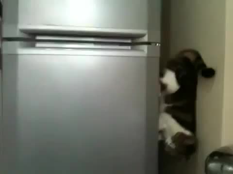 Коте слиза от хладилник по странен начин:)