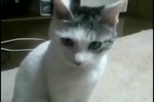 Котката остана без думи - Смях 101%
