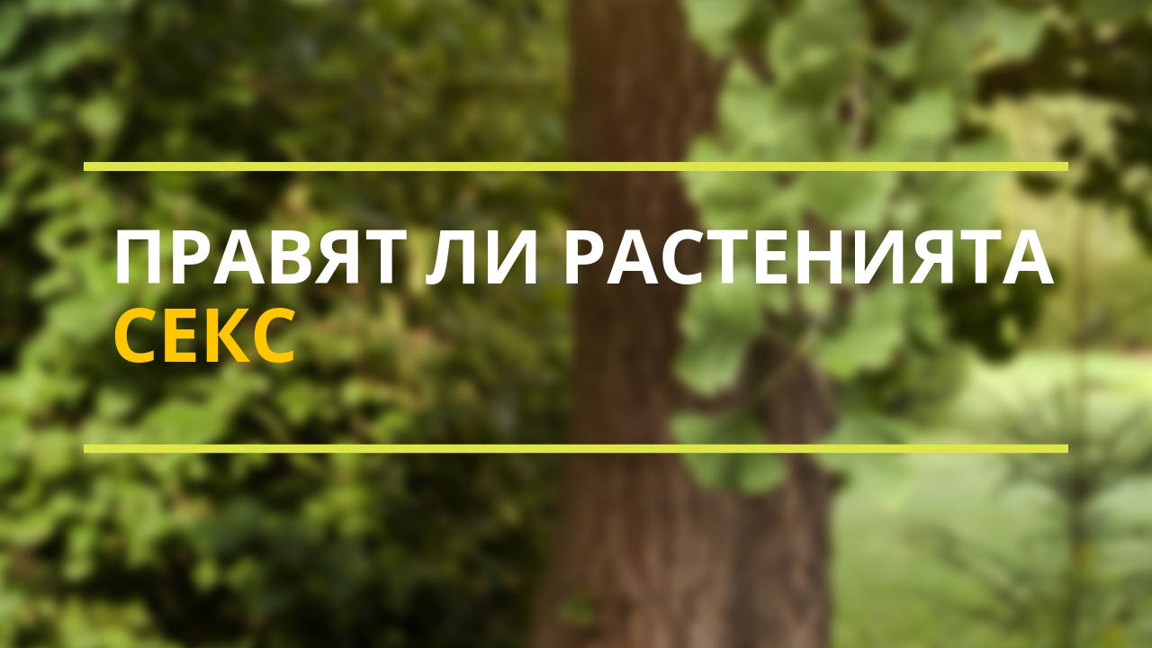 Правят ли растенията секс