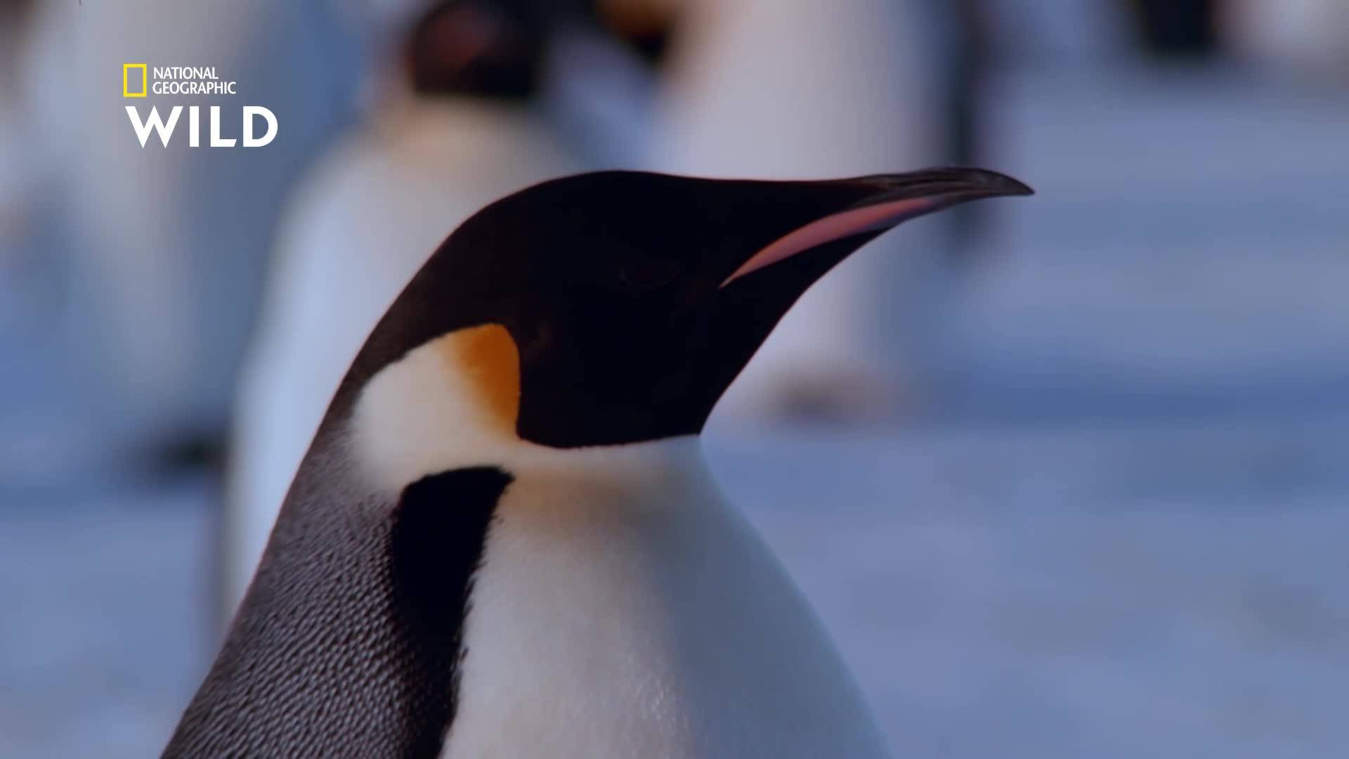 Саможертвата на мъжките императорски пингвини