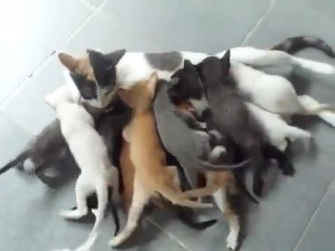 Вижте колко котенца има тази котка
