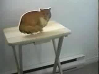Котка Срещу Котка На Снимка - *Смях*