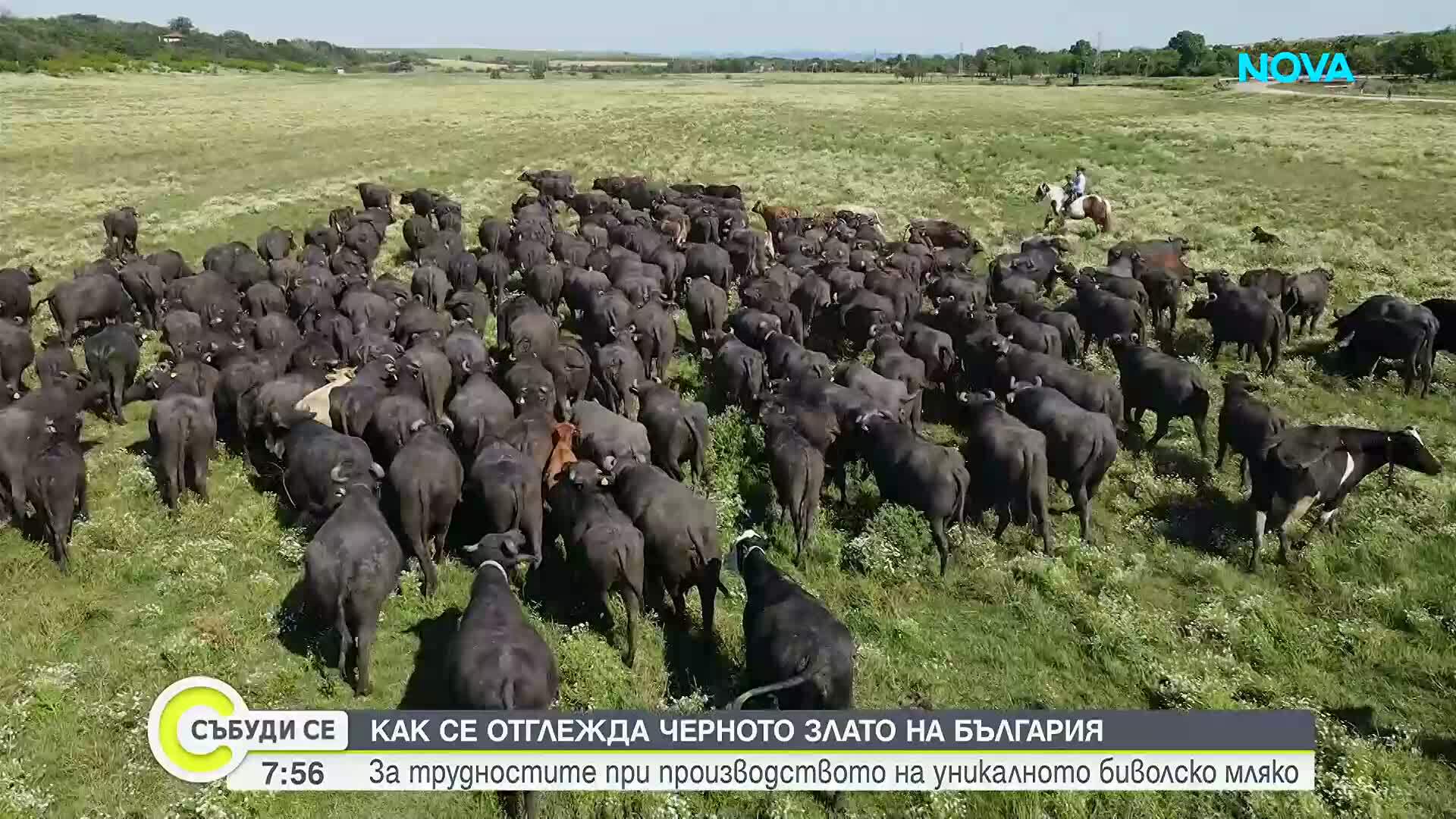 Черното злато на България изчезва заради ниски изкупни цени и липса на работници