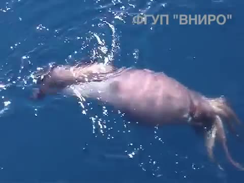Огромен калмар заснет от руски моряци !