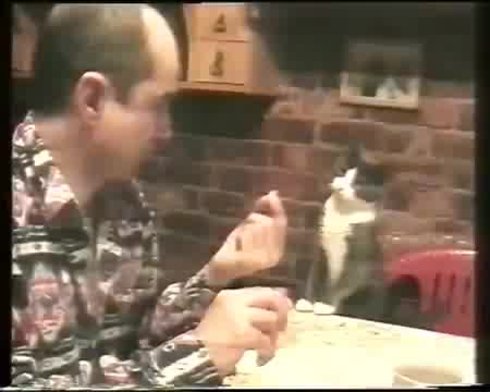 Как едно коте иска Храна - Смях