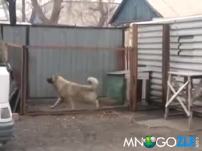 Майкъл Джаксън на каишка
