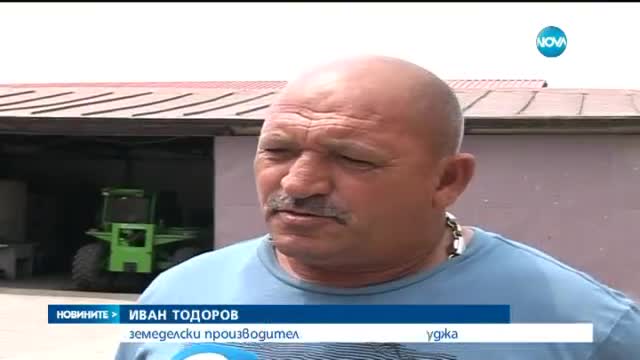 По-ниски добиви на пшеница очакват в Добруджа