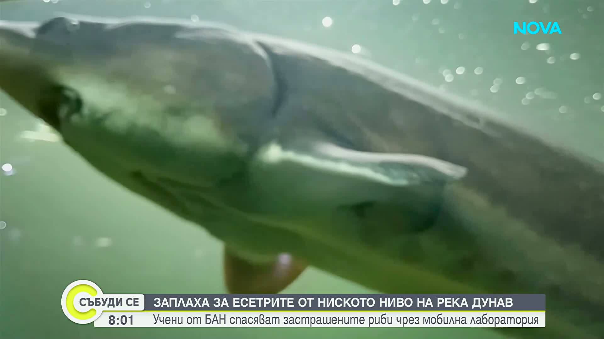 Мобилна лаборатория ще следи движението на есетровите риби по Дунав и Черно море
