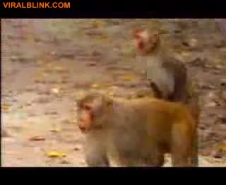 Сексът Между Животните По Света :)
