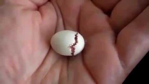 Малко птиче се излюпва в ръката на човек!