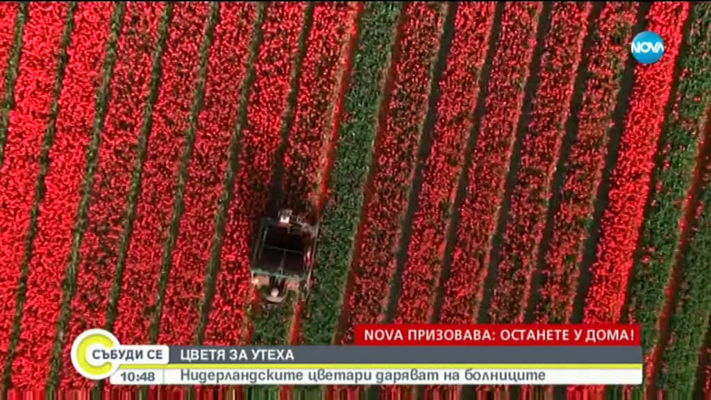 ЦВЕТЯ ЗА УТЕХА: Нидерландските цветари даряват на болниците