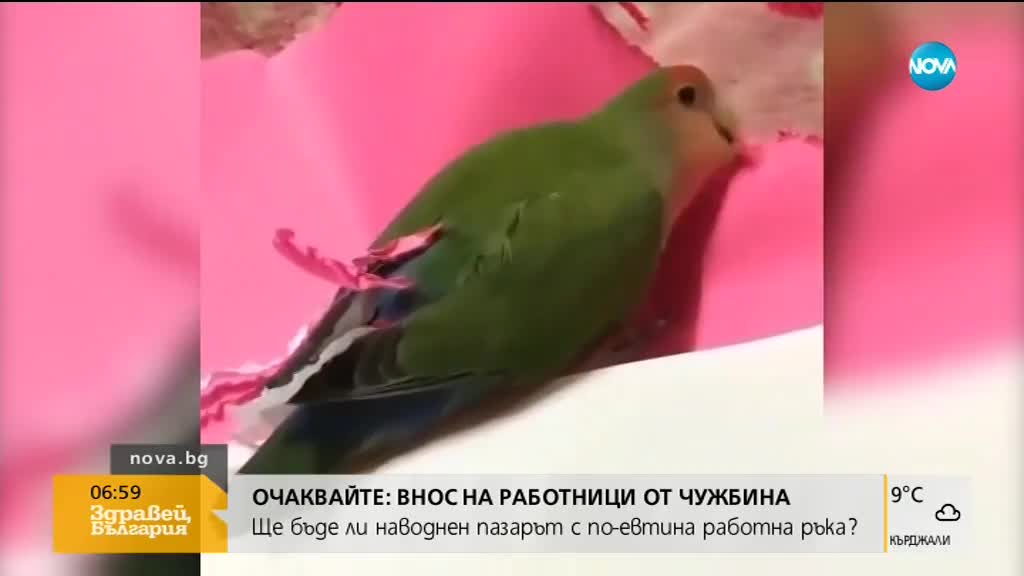 Папагал си прави рокличка от подръчни материали