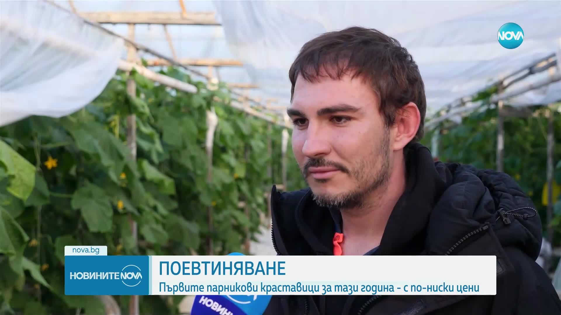 Първите български краставици са по-евтини от миналогодишните