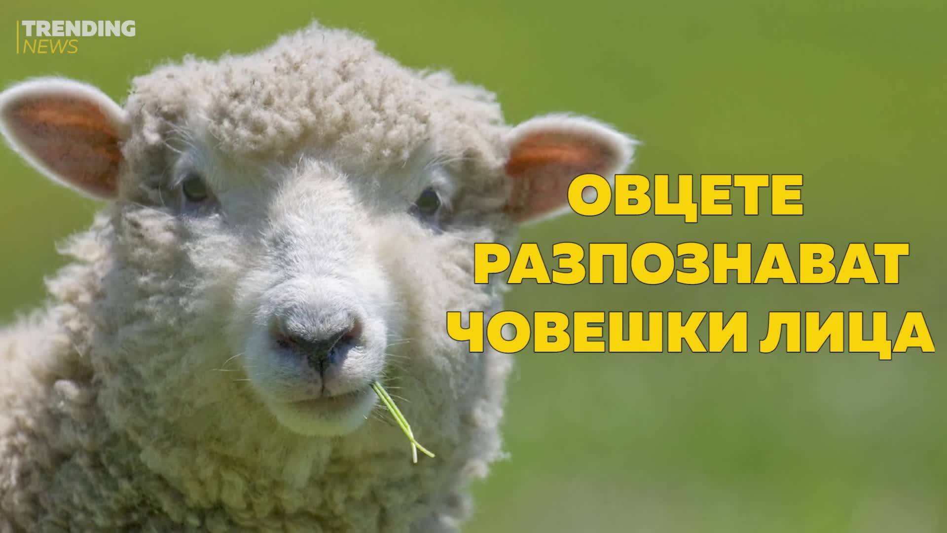 Овце разпознават човешки лица