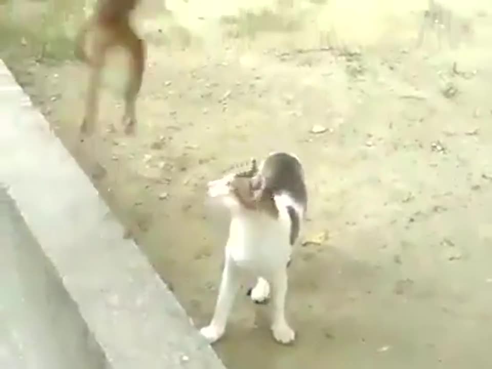 Маймунка Закача Котка (много Смях)