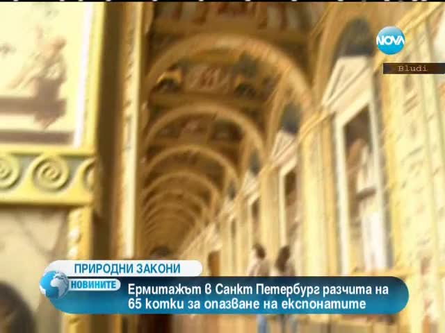 65 котки пазят музей от плъхове и мишки