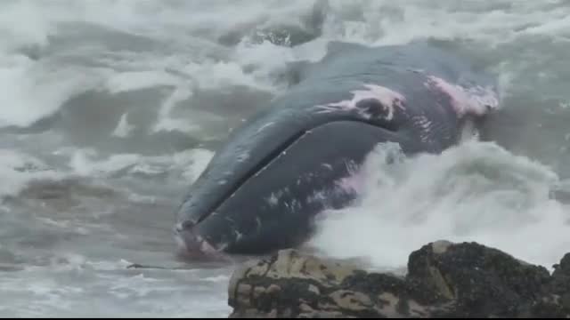 Доброволци в Чили спасиха кит, изпаднал в безпомощно състояние