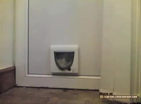 Дебело коте се заклещва във вратичката си !