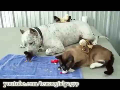Красота! Куче и Котка се грижат заедно за мънички Пиленца.. :))