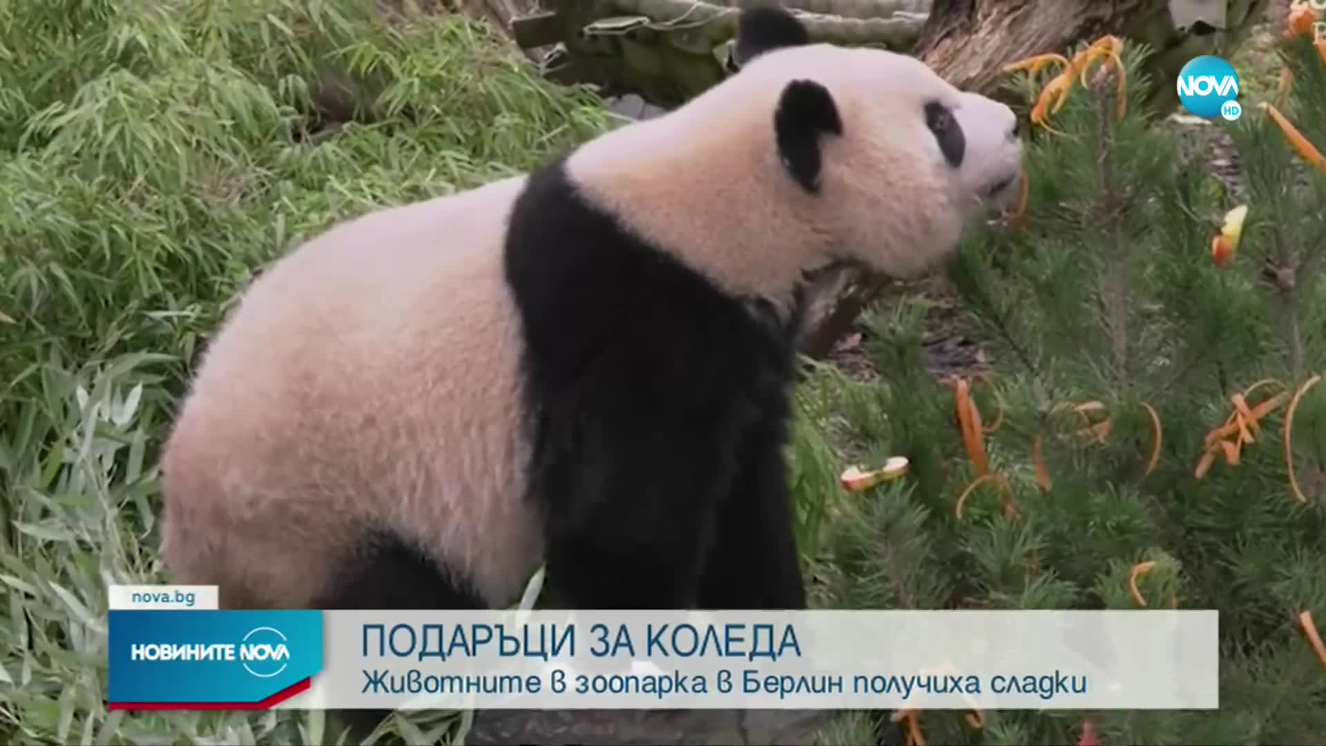 Какво донесе Дядо Коледа на животните в Берлинския зоопарк