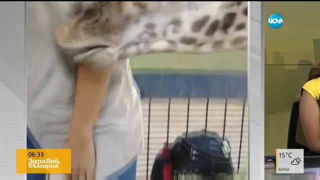 Бебе жираф разцелува репортерка по време на жив ефир