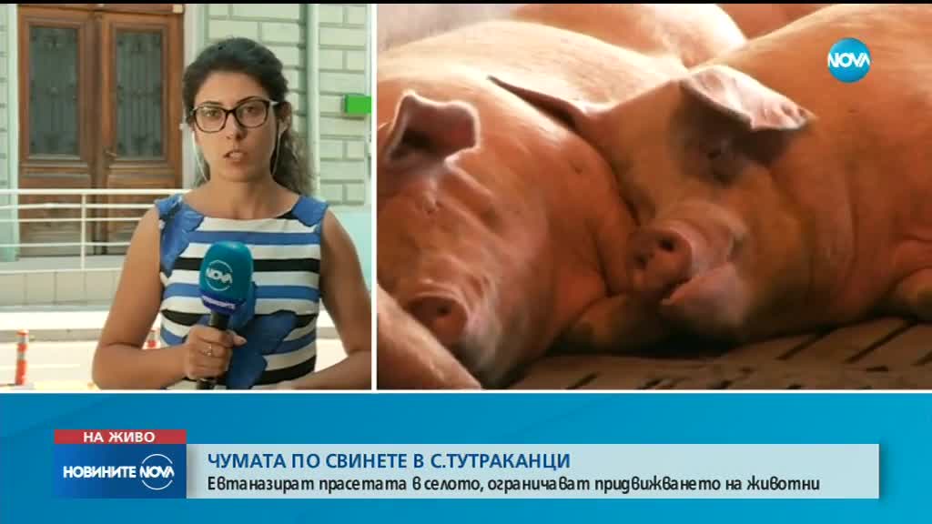 ЗАРАДИ ЧУМАТА: Евтаназираха десетки прасета в Тутраканци