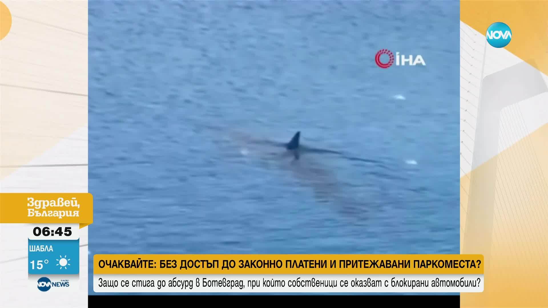 Заснеха акули край бреговете на Мерсин, Анталия и Мармарис