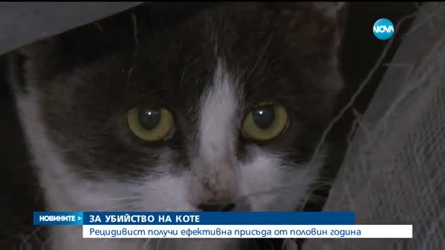 6 месеца затвор за убийство на малко коте във Варна