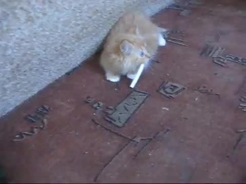 Лудо коте пафка цигарa : D : D : D