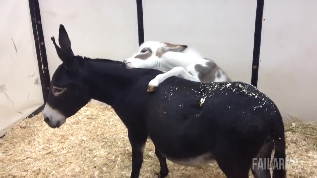 Ultimate Animal Fails - Failarmy 2014