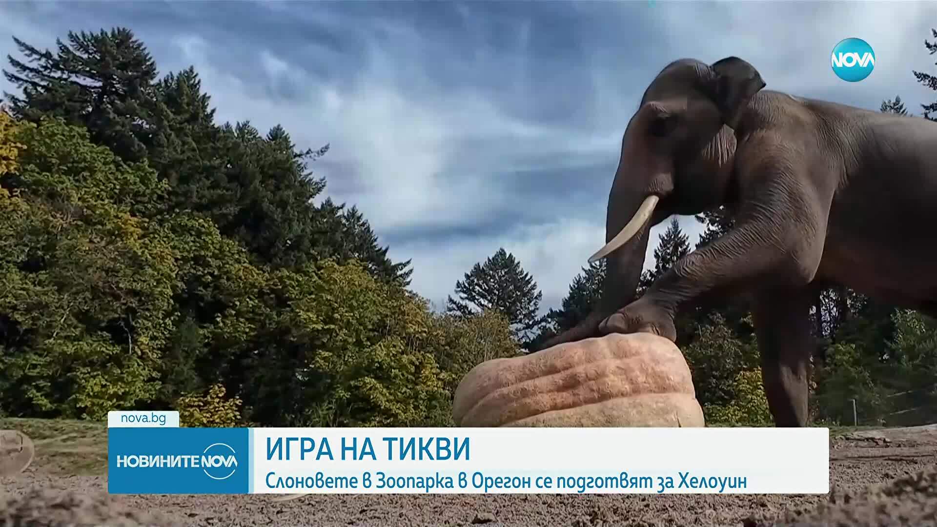 Слоновете в зоопарк в Орегон получиха вкусни тикви за Хелоуин