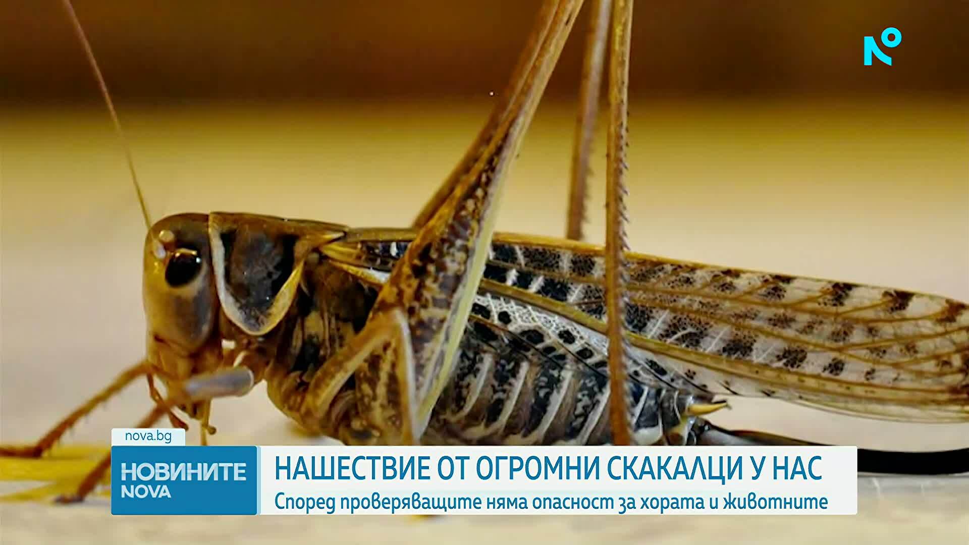 Нашествие от огромни скакалци у нас