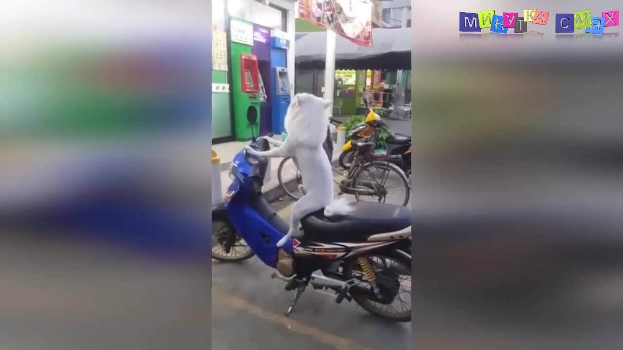 Изцепки, с които да се смееш много - Минутка смях