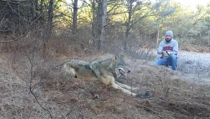Ловец проявява хладнокръвност , освобождава озверял вълк хванат в капан !
