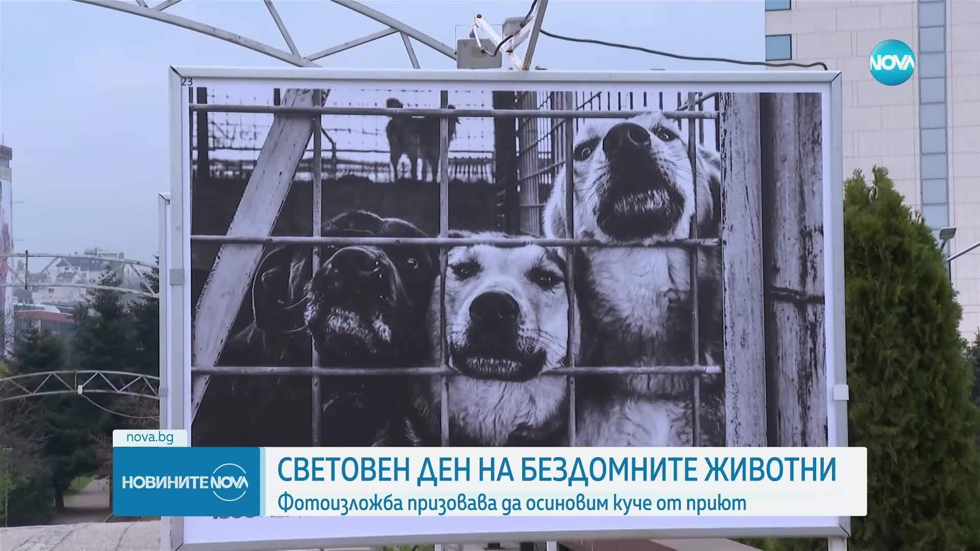 В Световния ден на бездомните животни: Фотоизложба призовава да осиновим куче от приют