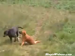 Много Смях! Куче куфее на руско техно парче 
