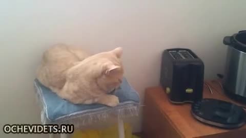 Смях ... Котка се плаши от тостер