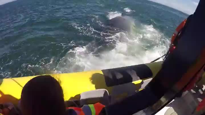 Син кит накара туристи в лодка да изтръпнат !