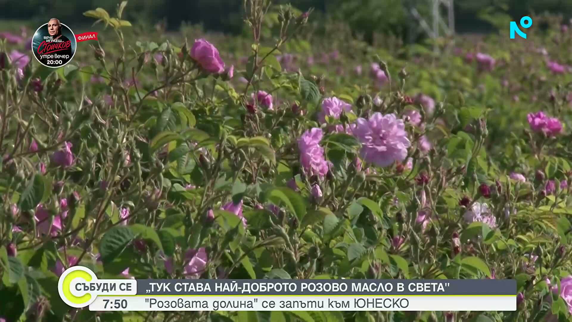 Розовата долина край Казанлък кандидатства за включване в нематериалното културно наследство на ЮНЕСКО