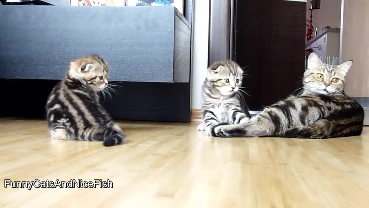 Изключителни малки сладури ..