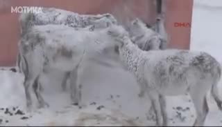 Замразени магарета