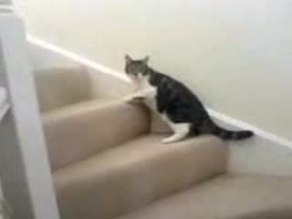 Пияна Котка