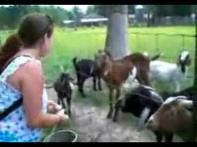 смях с жена и козел